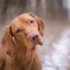 photo of cute Hungarian vizsla dog head portrait